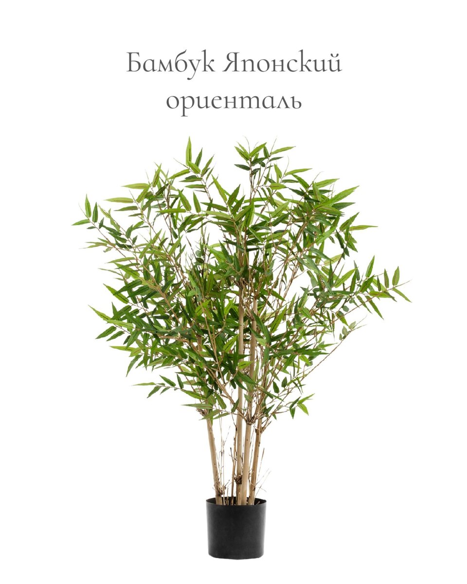 Растения Treez Collection