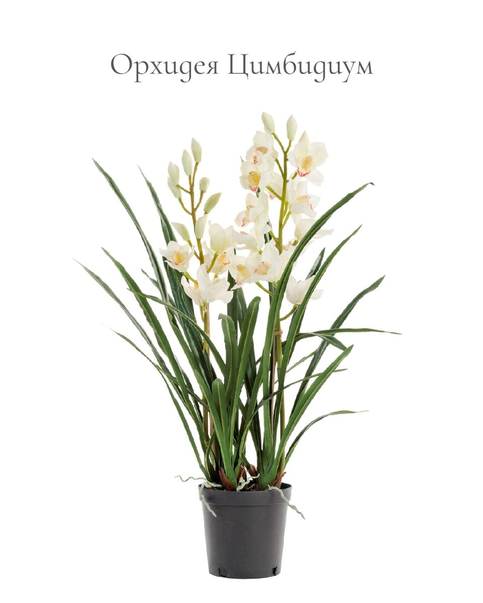 Растения Treez Collection