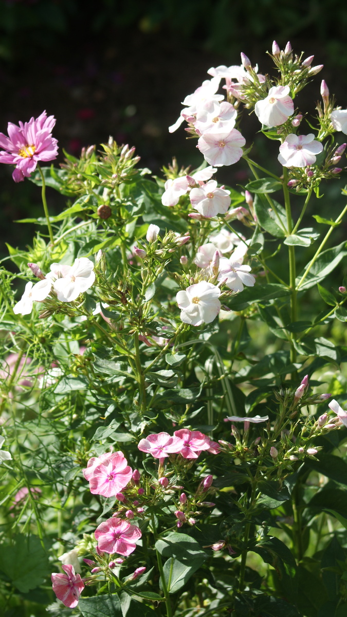 «Freckle Pink Shades» в моём саду