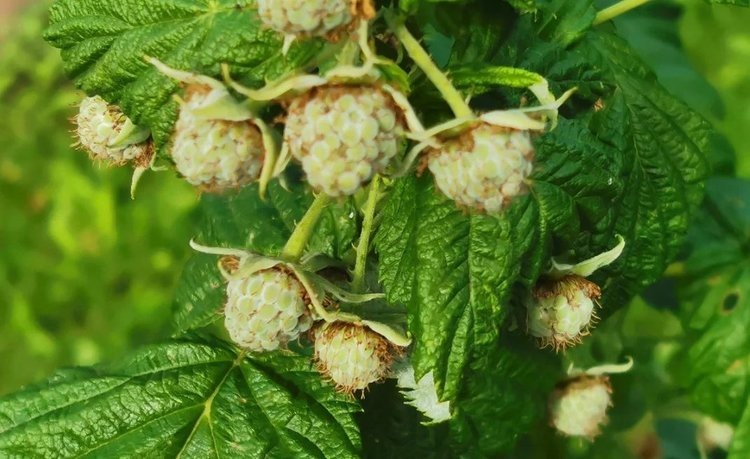    В ставропольские инвестпроекты входят ягодники и переработка сладкого урожая