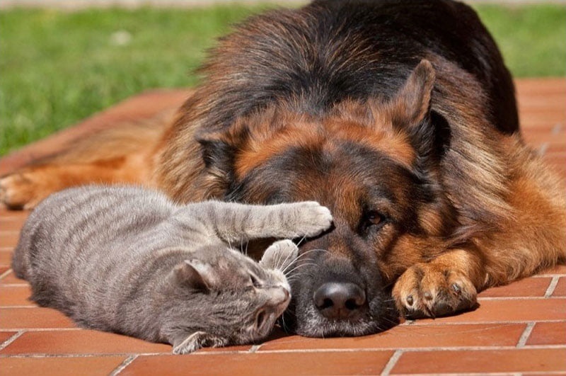 Больше интересного в нашем Telegram-канале! https://t.me/grand_prix_pet_food