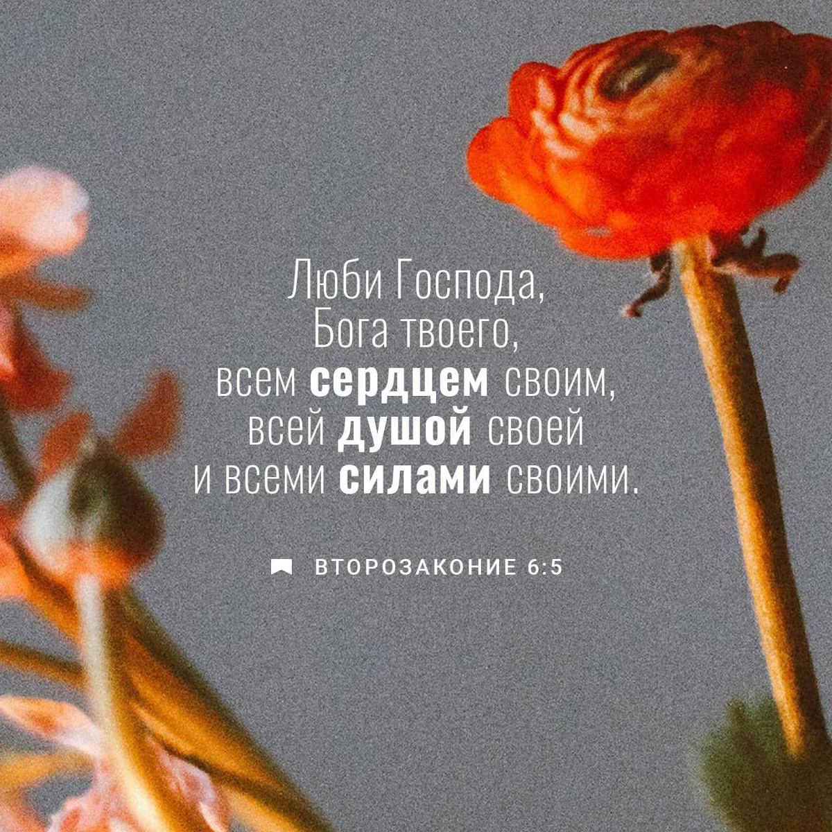 Второзаконие 6:5