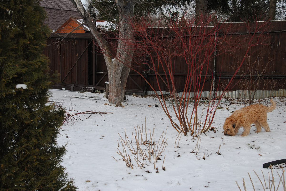 Мой сад в марте 2025 года