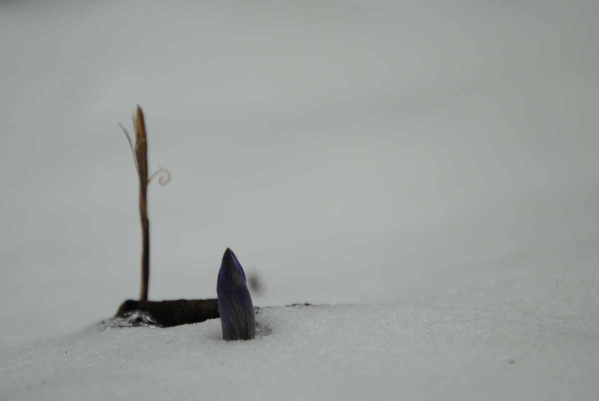 Мой сад в марте 2025 года