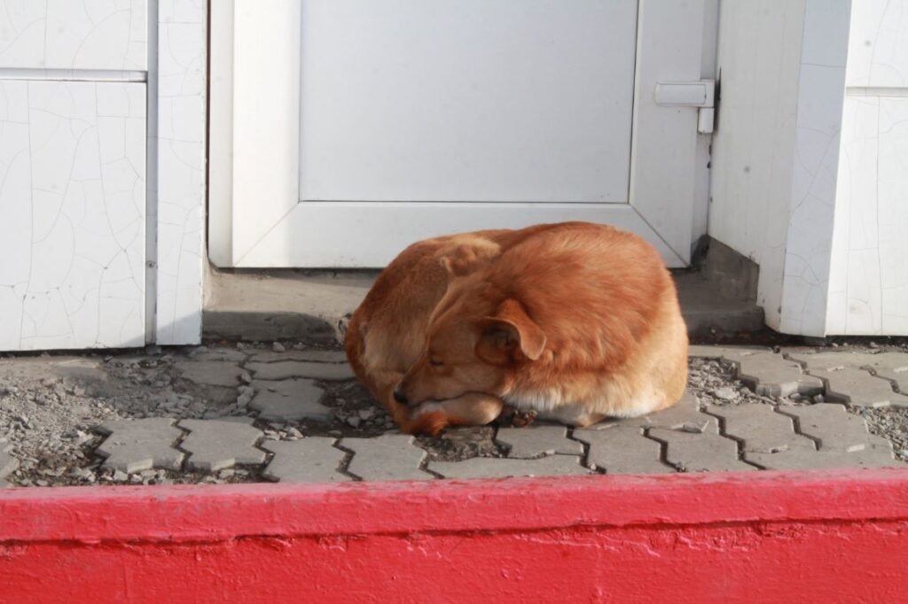    Фото: Амур.инфо