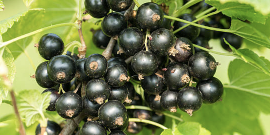 Весенняя обрезка и подкормка смородины. Школа начинающего садовода.