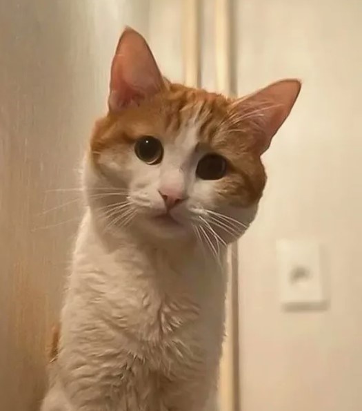    Твикс был никому не известным котом. Но в считанные дни его "раскрутили" СМИ и блогеры. о многом похожая ситуация сложилась с Усковым.