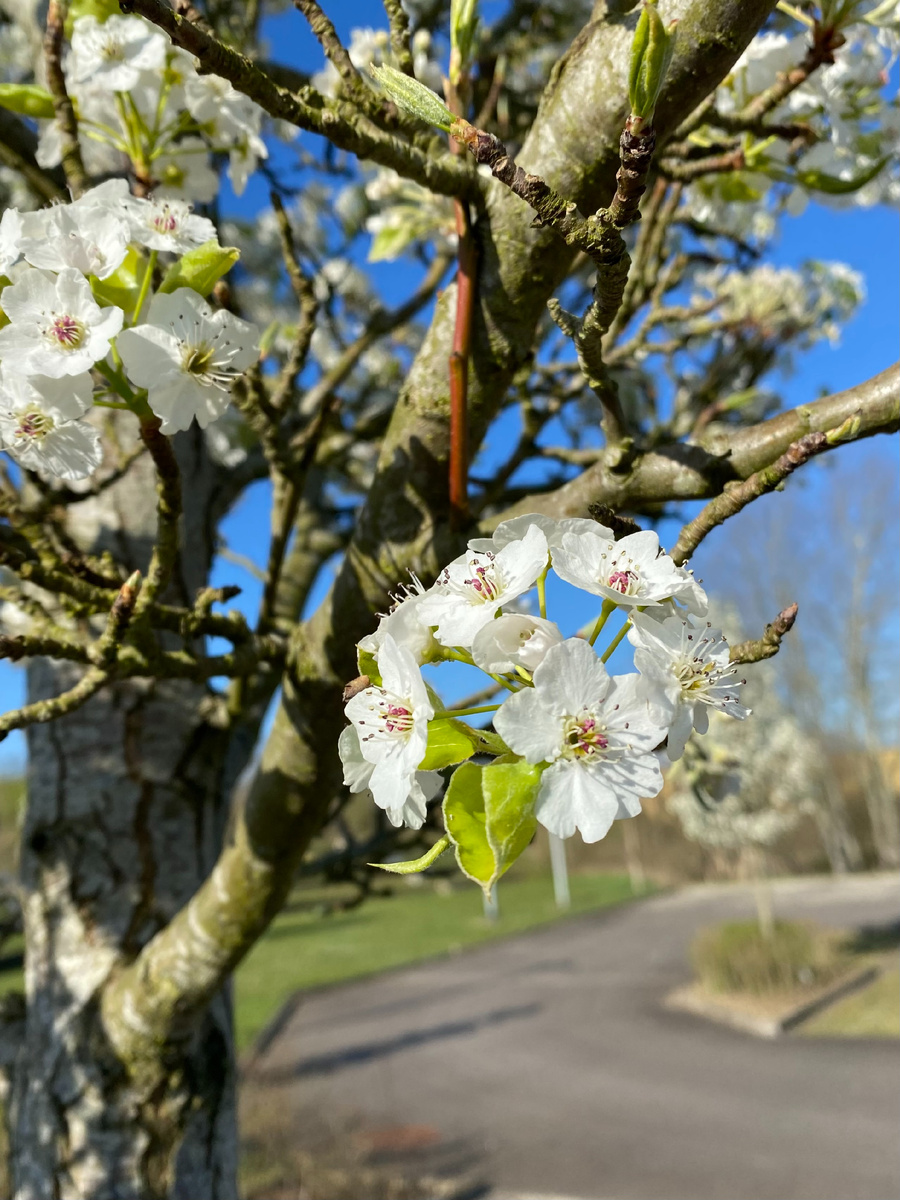 Упражнение на поиск синей гаммы. Дорогою цветов