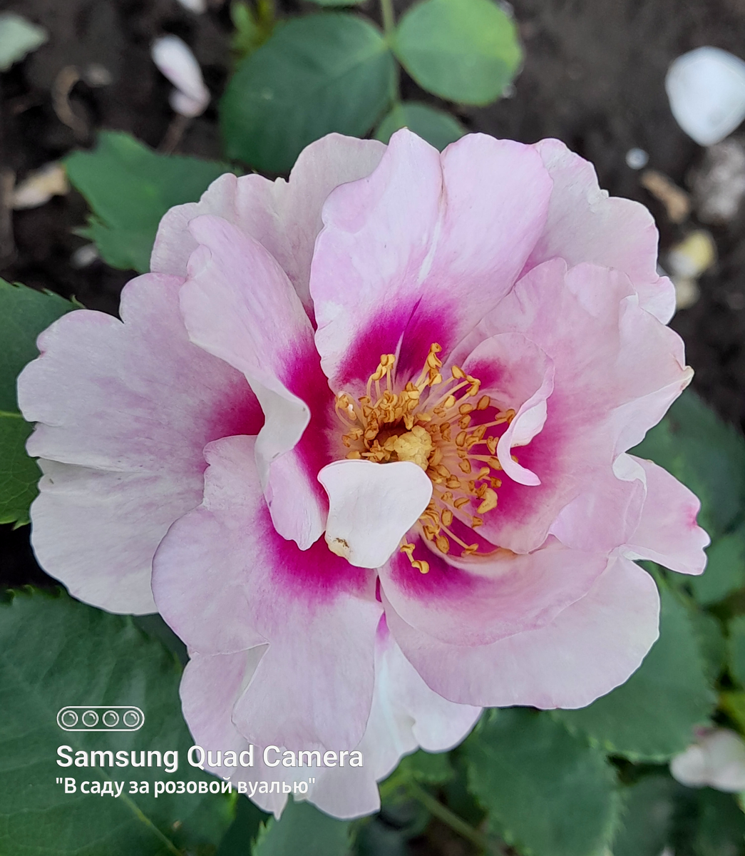 Eyes for You, Peter J.James, 2008, Гибрид Hulthemia persica