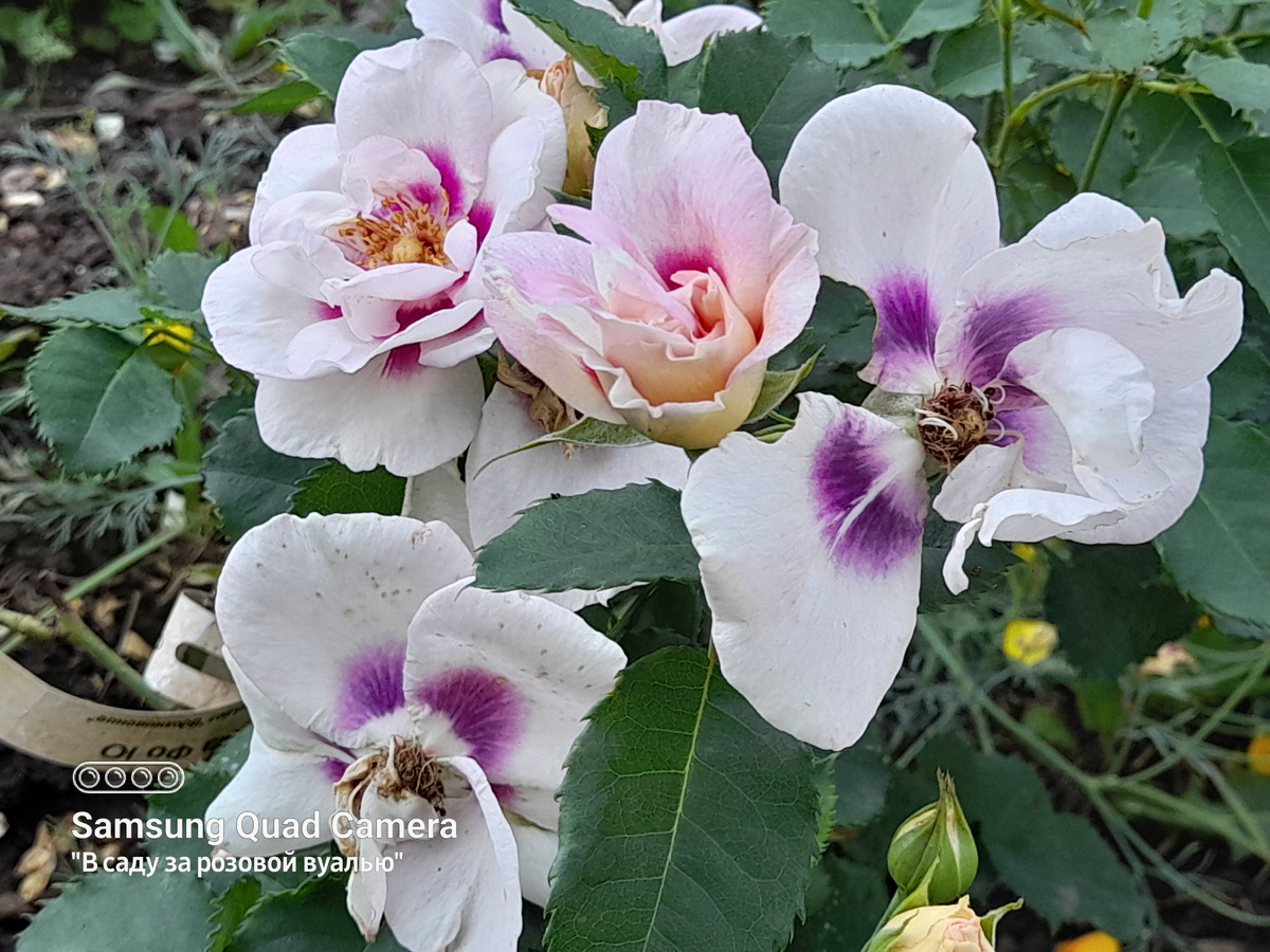 Eyes for You, Peter J.James, 2008, Гибрид Hulthemia persica