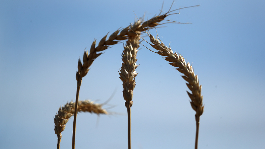    Фото: ИЗВЕСТИЯ/Эдуард Корниенко