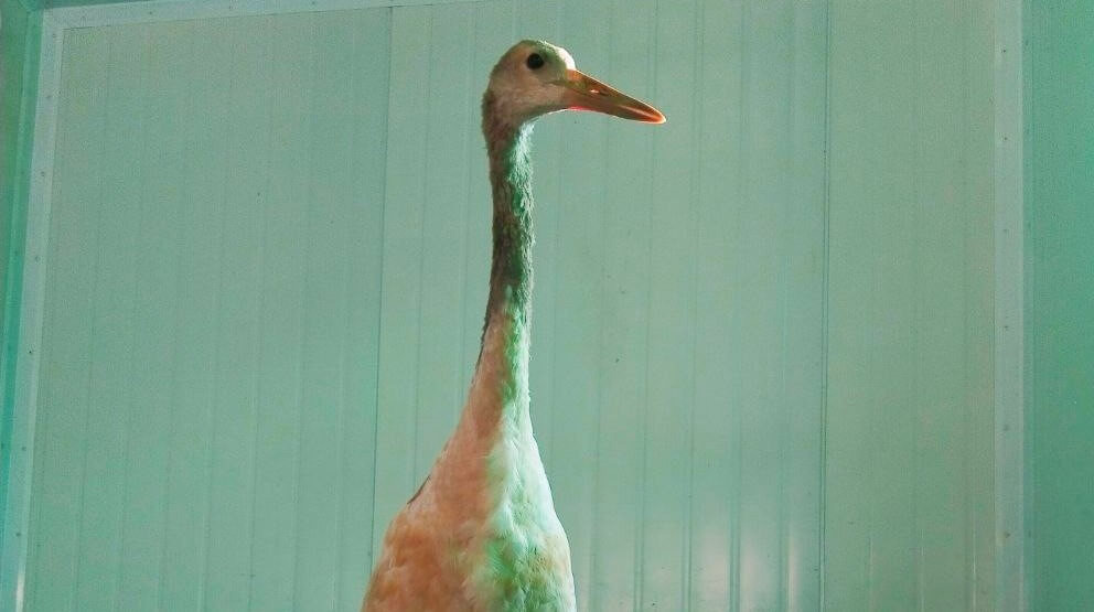    Фото: Росприроднадзор