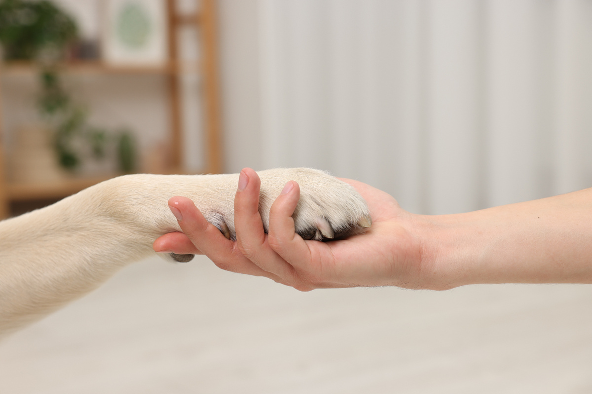 Онлайн-страховая «Лучи». Как уменьшить стресс у собаки при посещении ветклиники