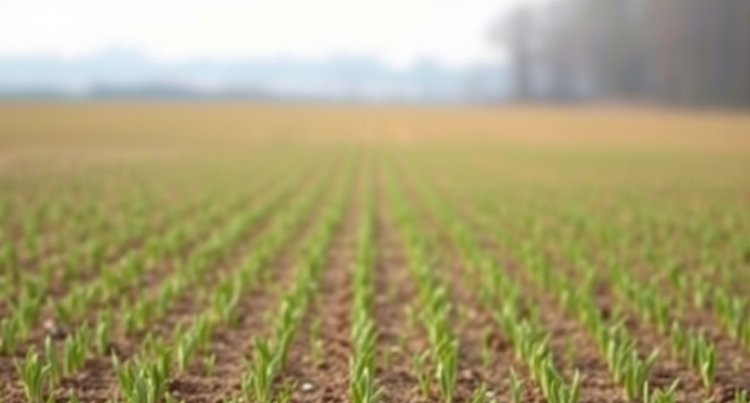    Состояние озимых в Рязанской области на сегодня лучше среднего за последние годы