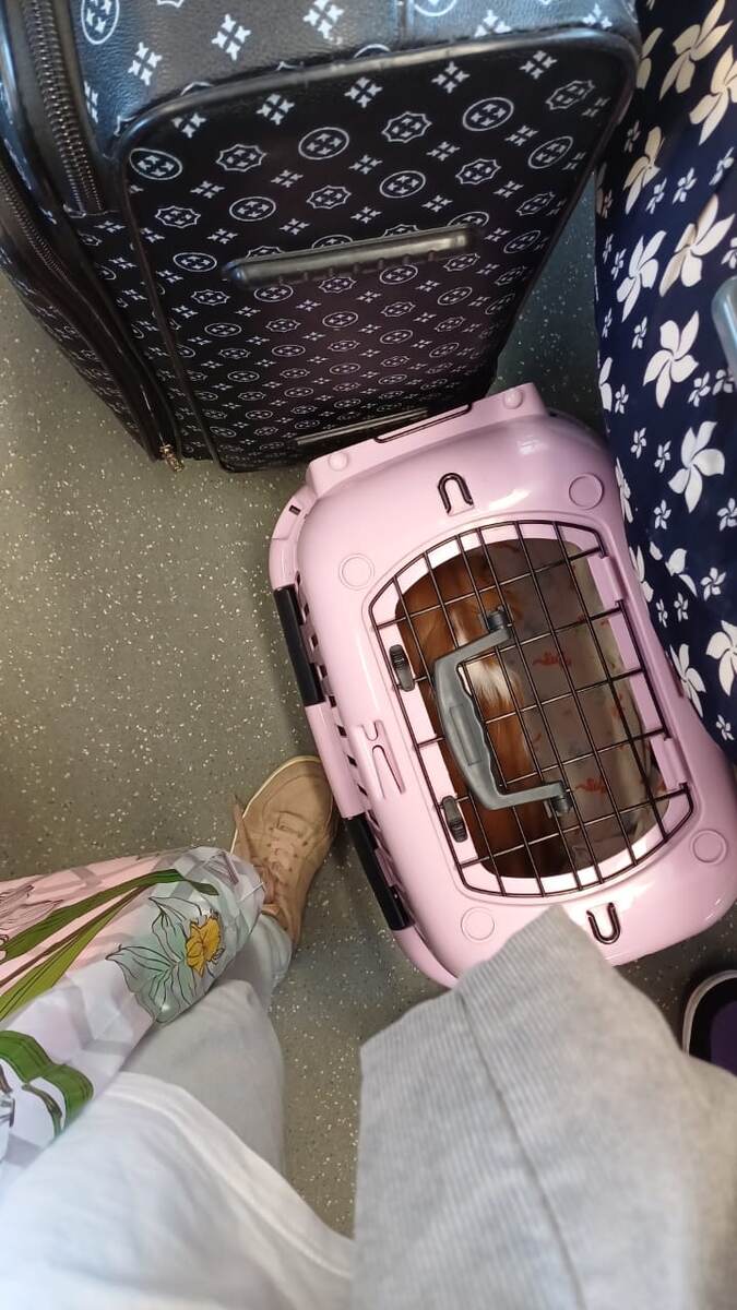 ...а Эллис тем временем в сопровождении Ани едет из Твери...