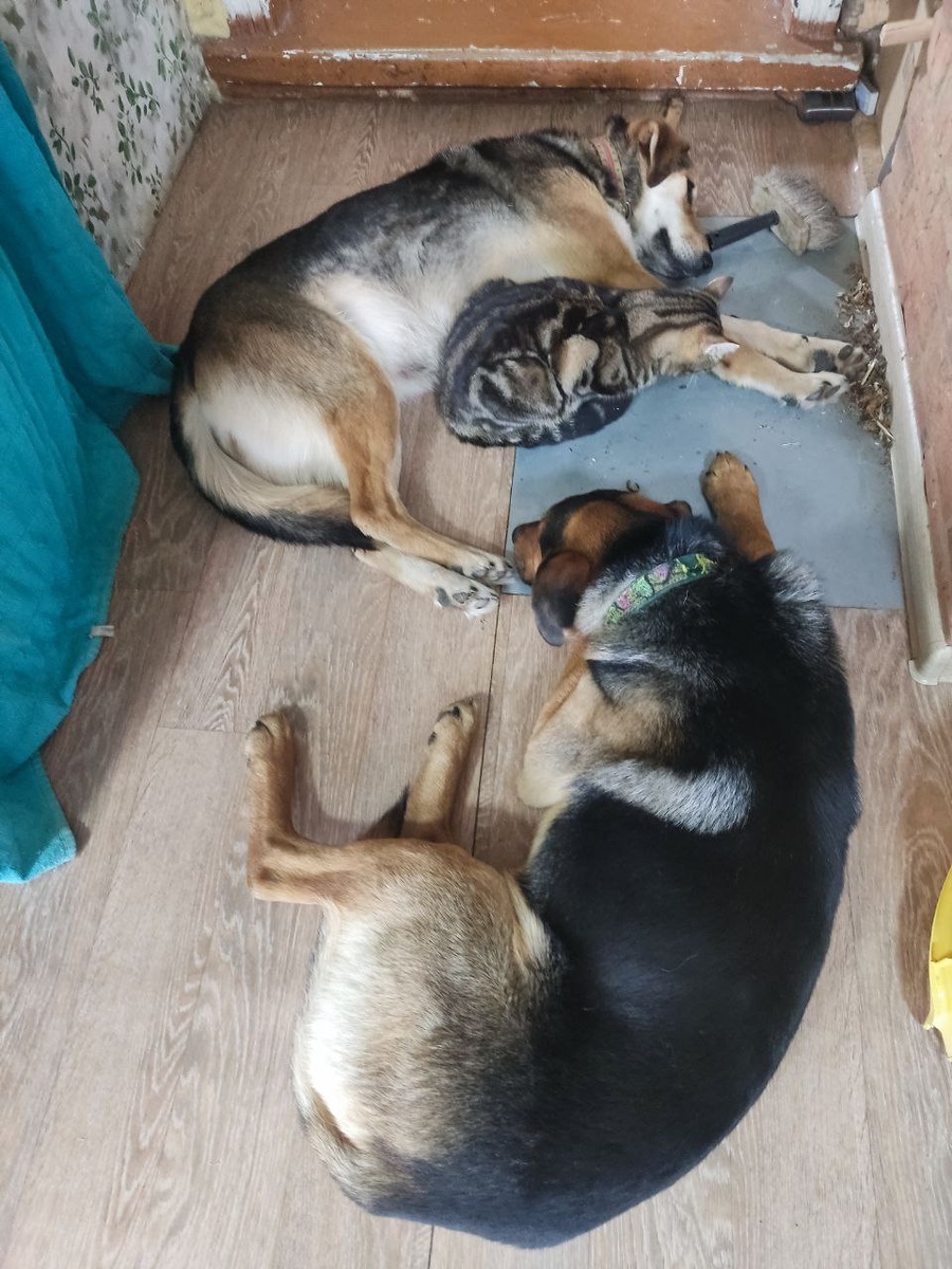 Альфа, Лорд и Вита греются у печки