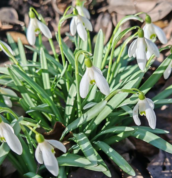Мои галантусы зацвели 21 марта 2025