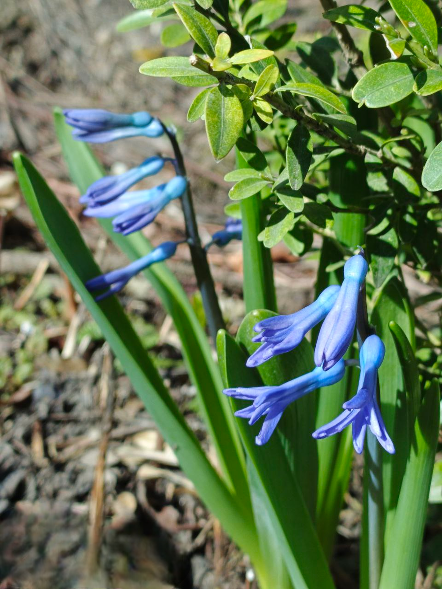 Кусочек нашей весны.