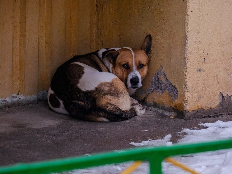 Законодательная инициатива была внесена народными избранниками во главе с председателем комитета Госдумы по защите семьи, вопросам отцовства, материнства и детства Ниной Останиной. Группа депутатов предлагает откорректировать закон «Об ответственном обращении с животными».