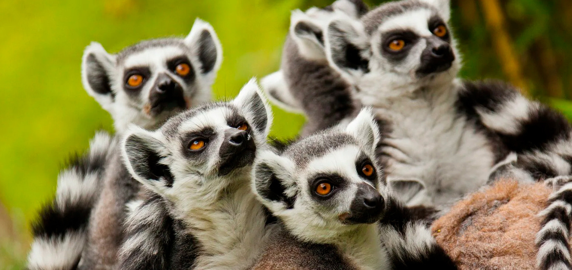 Лемуры