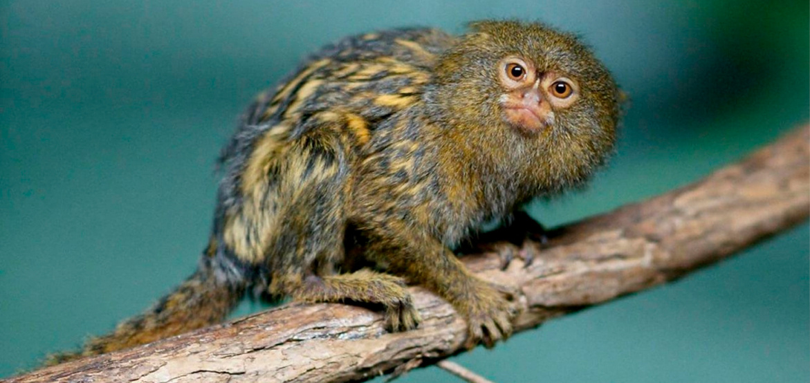 Карликовая игрунка