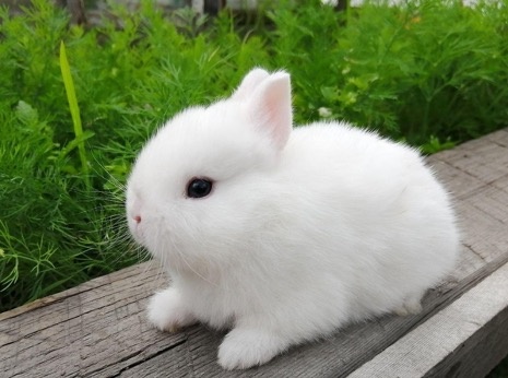 Все чаще в качестве домашних питомцев люди выбирают декоративных кроликов. Они не так прихотливы в уходе, как, например, кошки и собаки, однако базовыми знаниями о кроликах обладать следует.