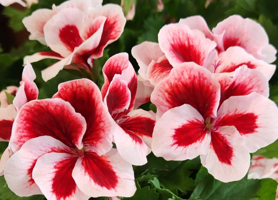 Моя королева, сорт Candy Flowers Strawberry Cream