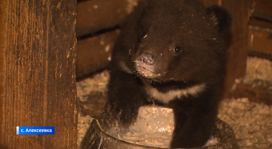 Медвежата - сироты в центре реабилитации диких животных «Тигр» в селе Алексеевка (Приморье)
