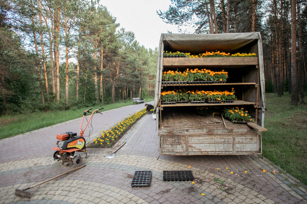    Триста тысяч цветов и десятки тысяч деревьев и кустарников: города Югры прихорашиваются к лету