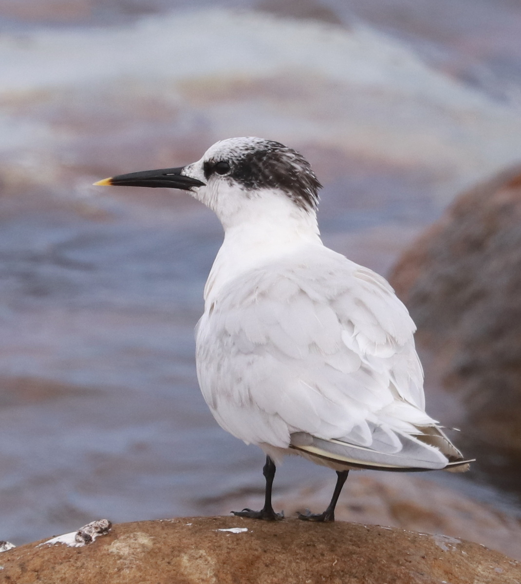 пестроносая крачка