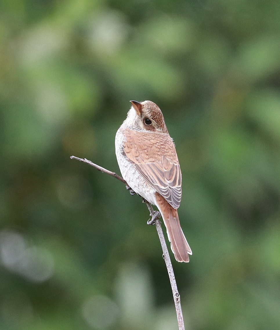 Обыкновенный жулан