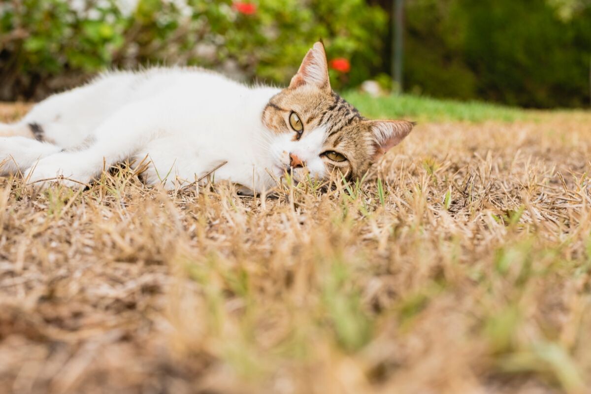 Кошка лежит в траве 