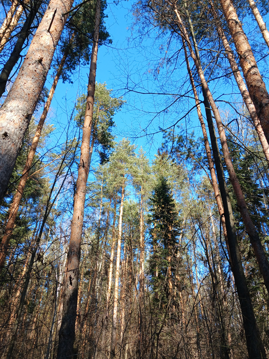 Растительный мир марийского леса