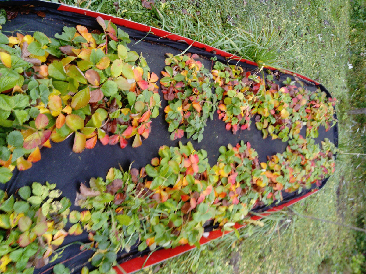 Грядки с клубникой у нас на даче осенью. Фото автора @Маша Генералова