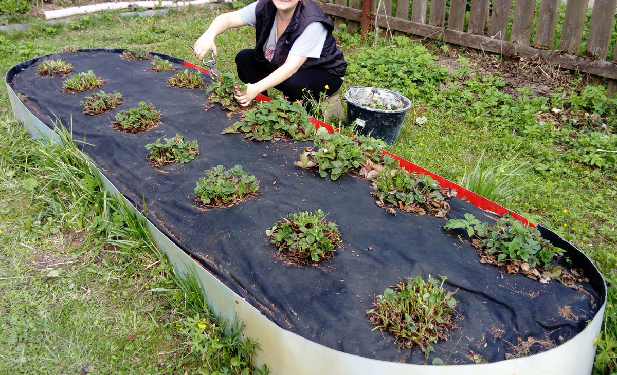 Грядки с клубникой у нас на даче, я срезаю старые листья. Фото автора @Маша Генералова