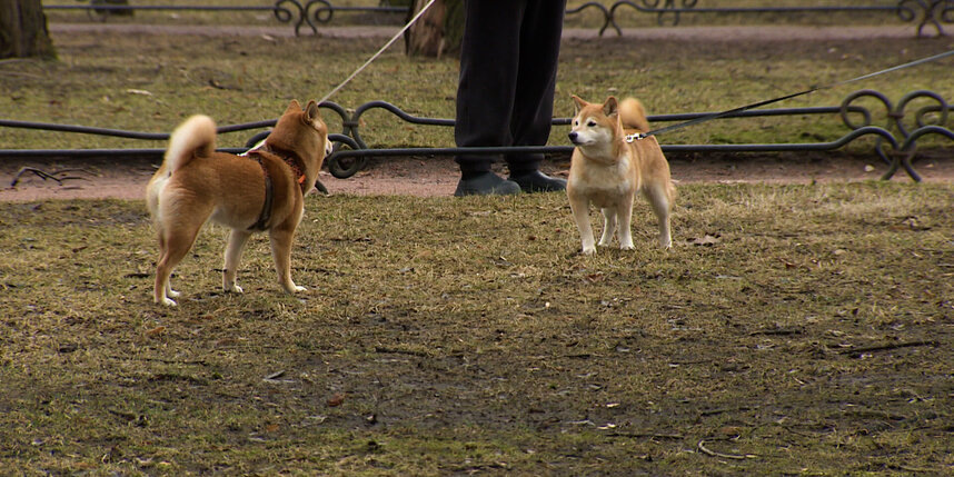    телеканал "Санкт-Петербург" / АО "ГАТР"
