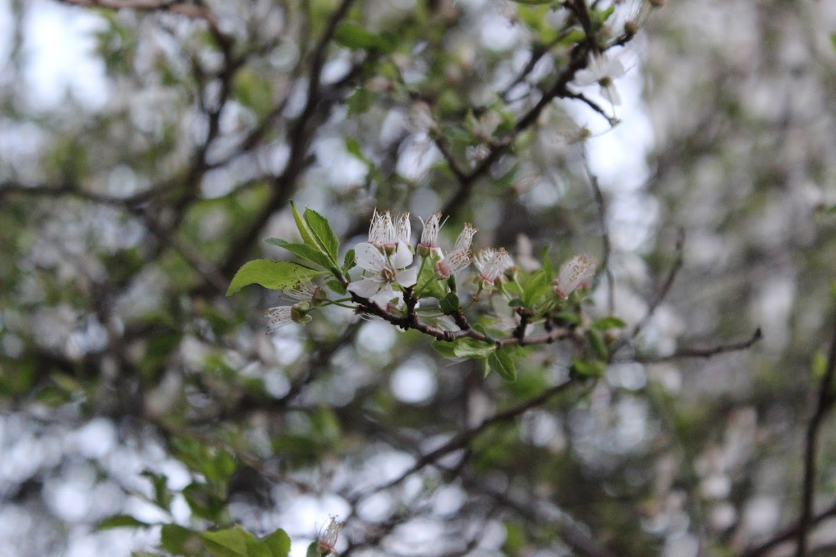 Март 2025 года, начало цветения всего и вся в Болгарии. Фото из личного архива автора. 