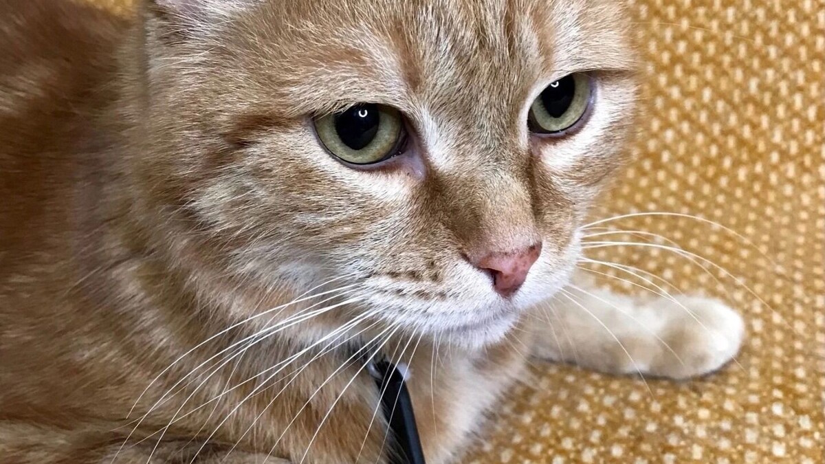     Источник: «Матроскин» ВК