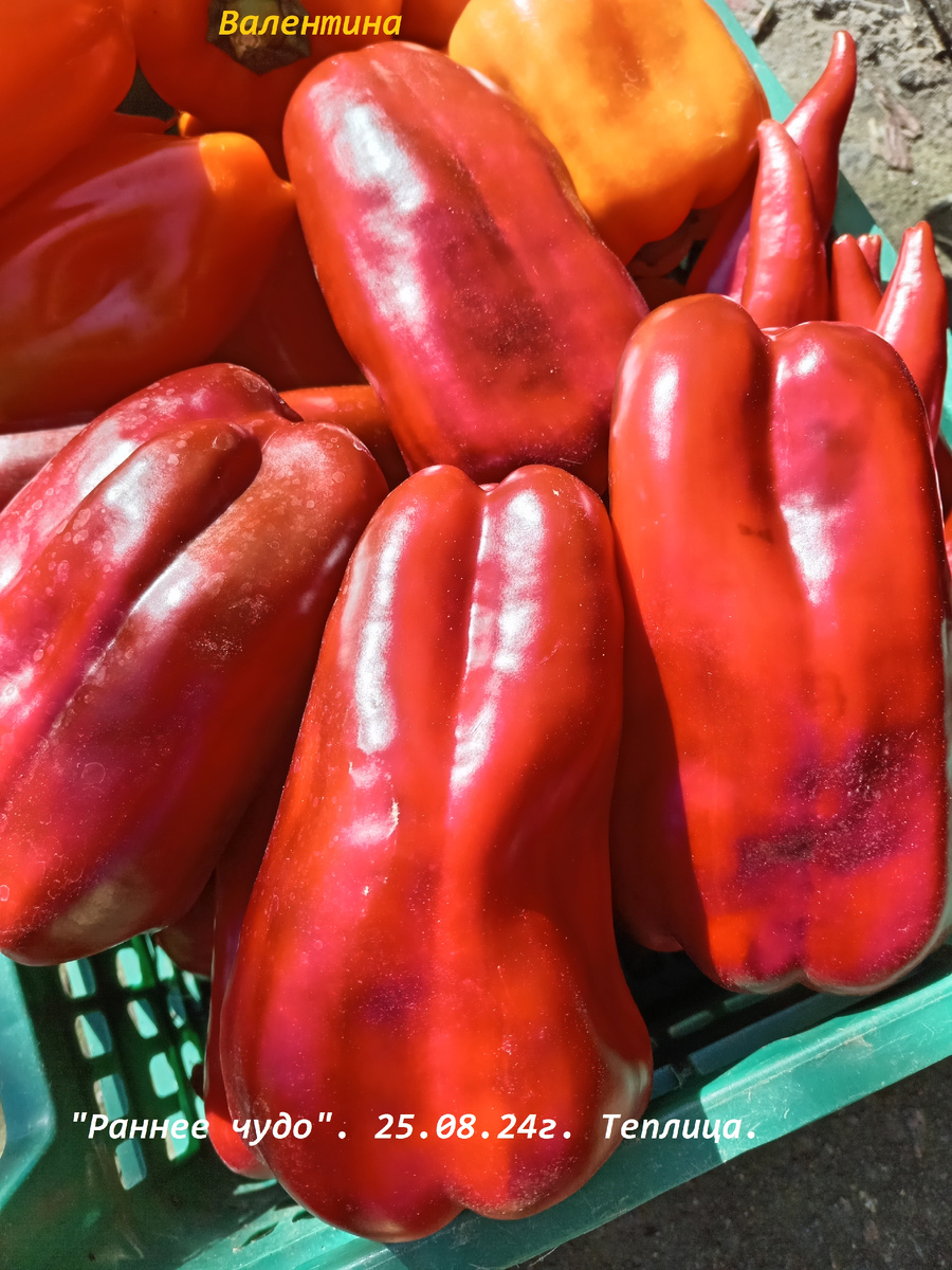 ГИБРИДНЫЙ СОРТ "РАННЕЕ ЧУДО" В МОЕЙ ТЕПЛИЦЕ ")"; ГОД,