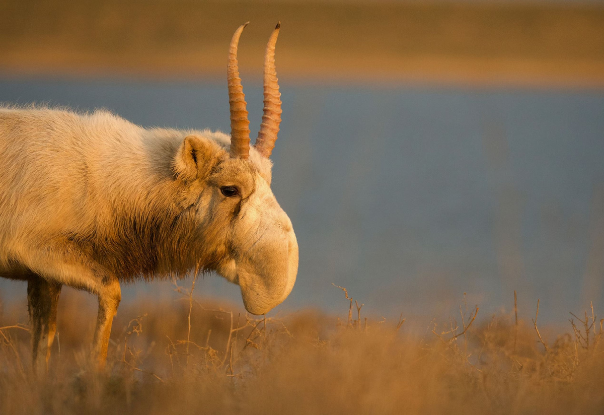 Живите и процветайте! Фото с сайта - https://www.nationalgeographic.com