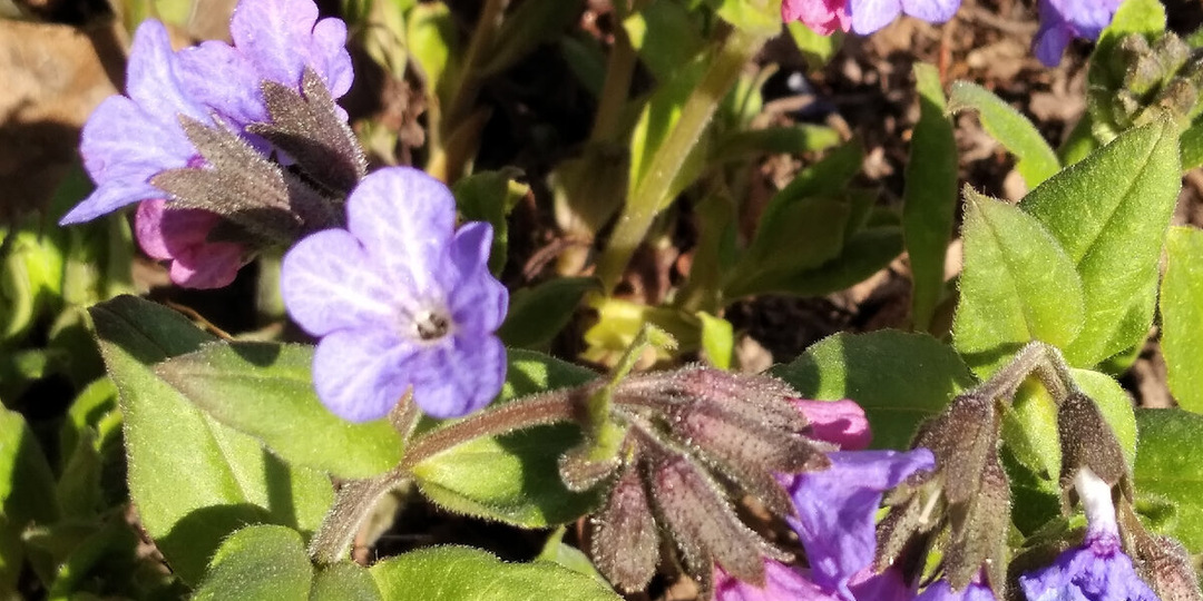 Цветочные истории: Волшебный цветок медуницы.