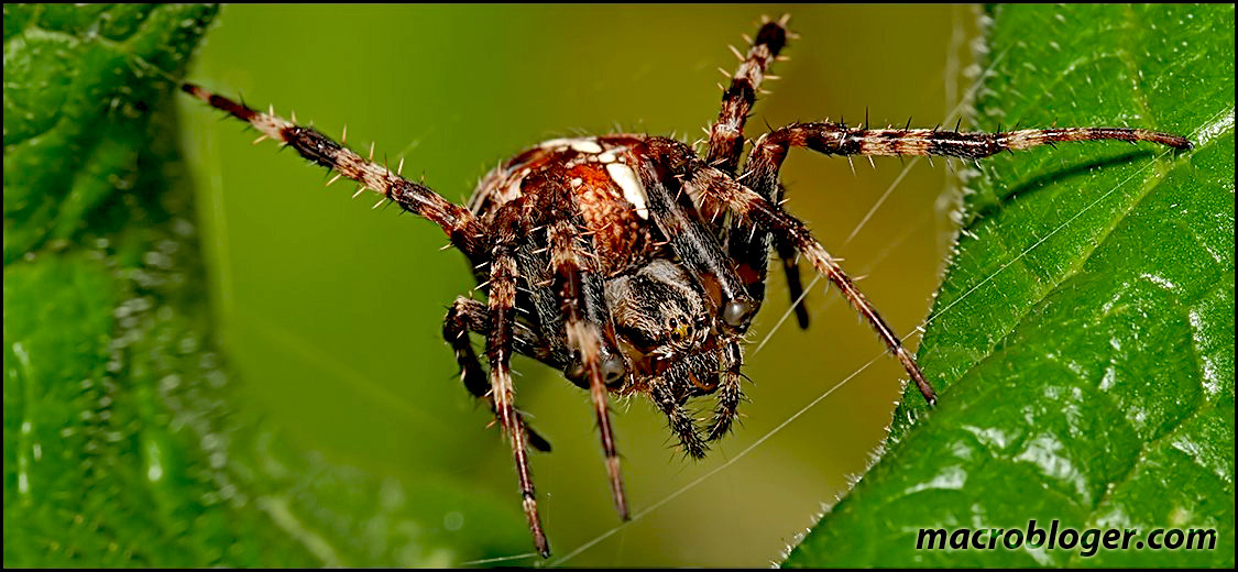 Макропанорама (вратарь)