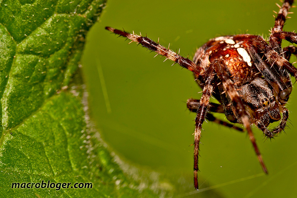 Вратарь (два кадра - левая)