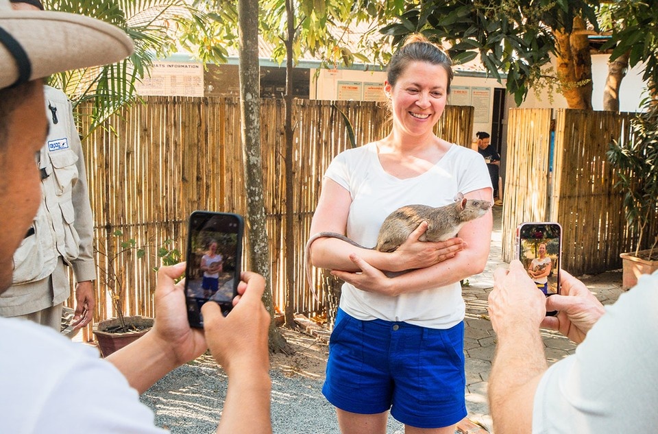    Африканская гигантская хомяковая крыса. Shutterstock