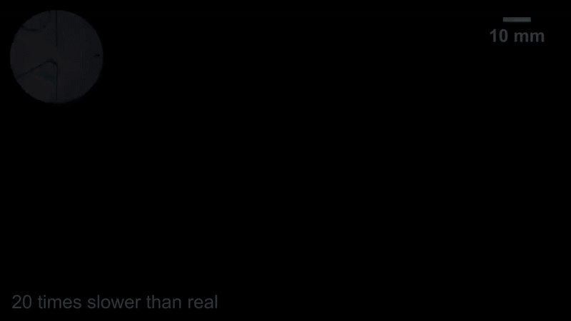 Источник: Science Advances (2025). DOI: 10.1126/sciadv.adt5888  📷
