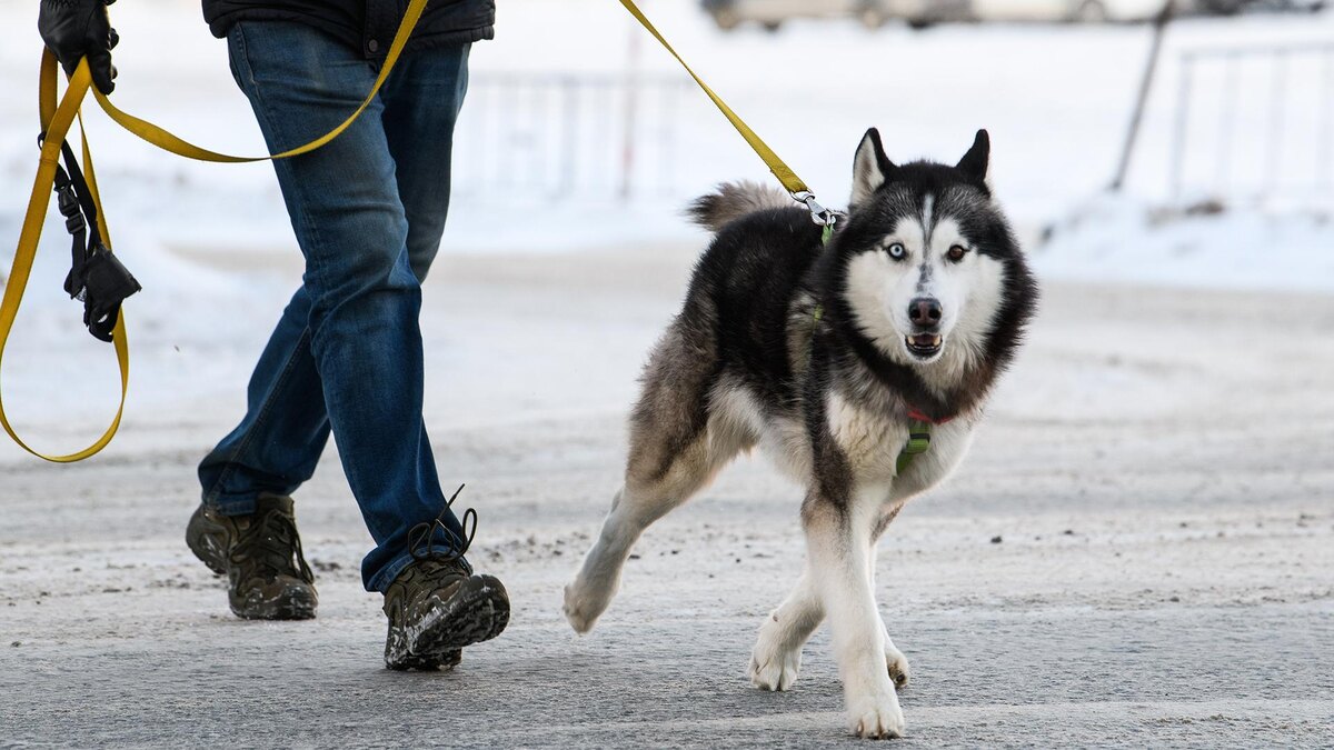    Фото: Ilya Moskovets/globallookpress.com