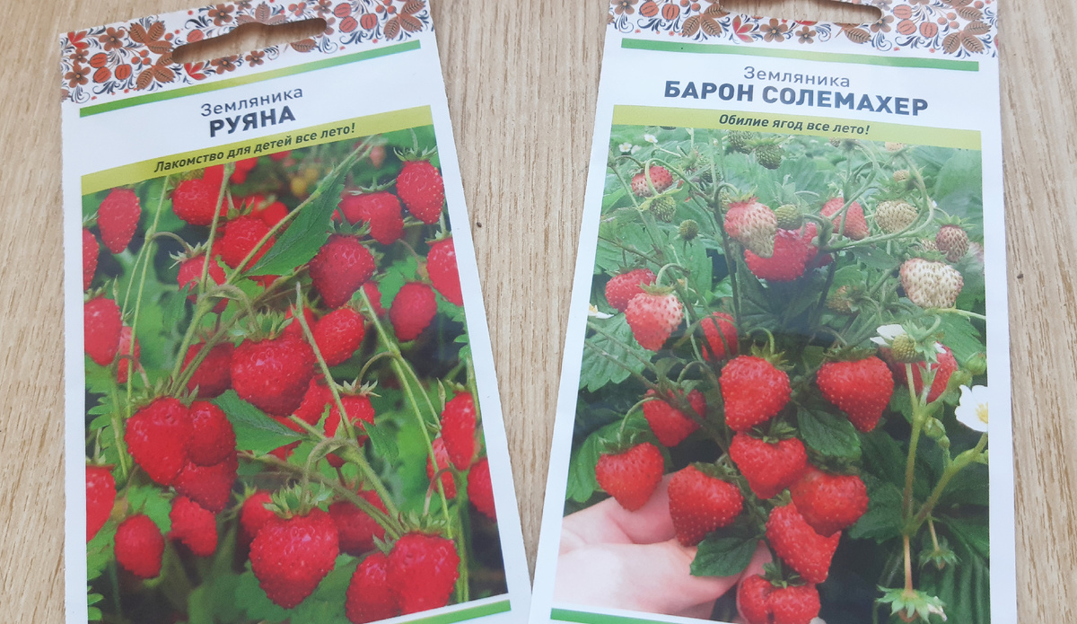 Земляника Руяна и Барон Солемахер