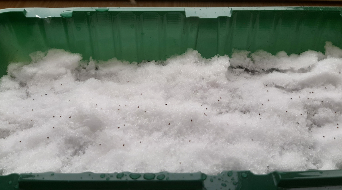 Посадка семян 17.02