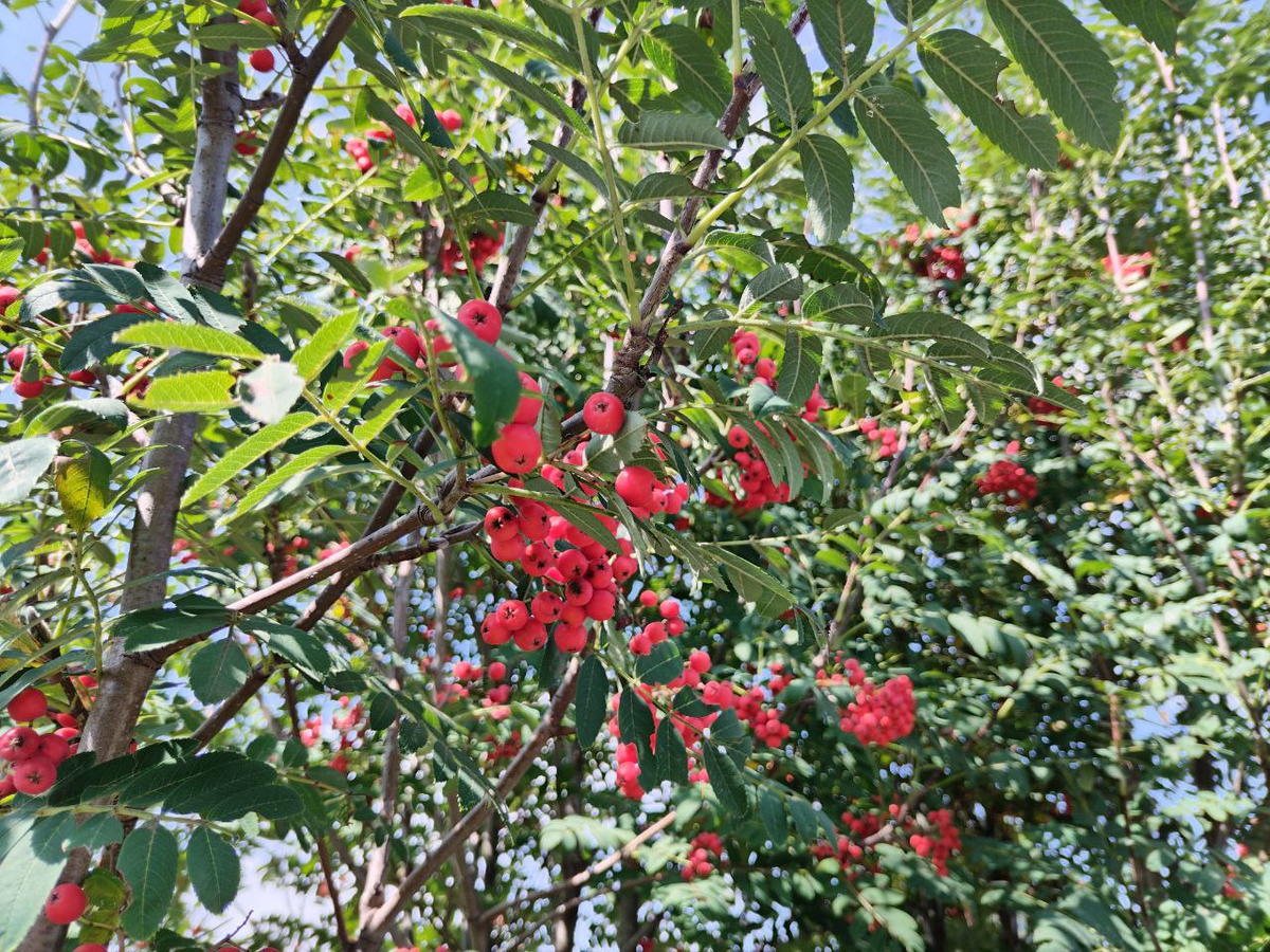 Фото автора.