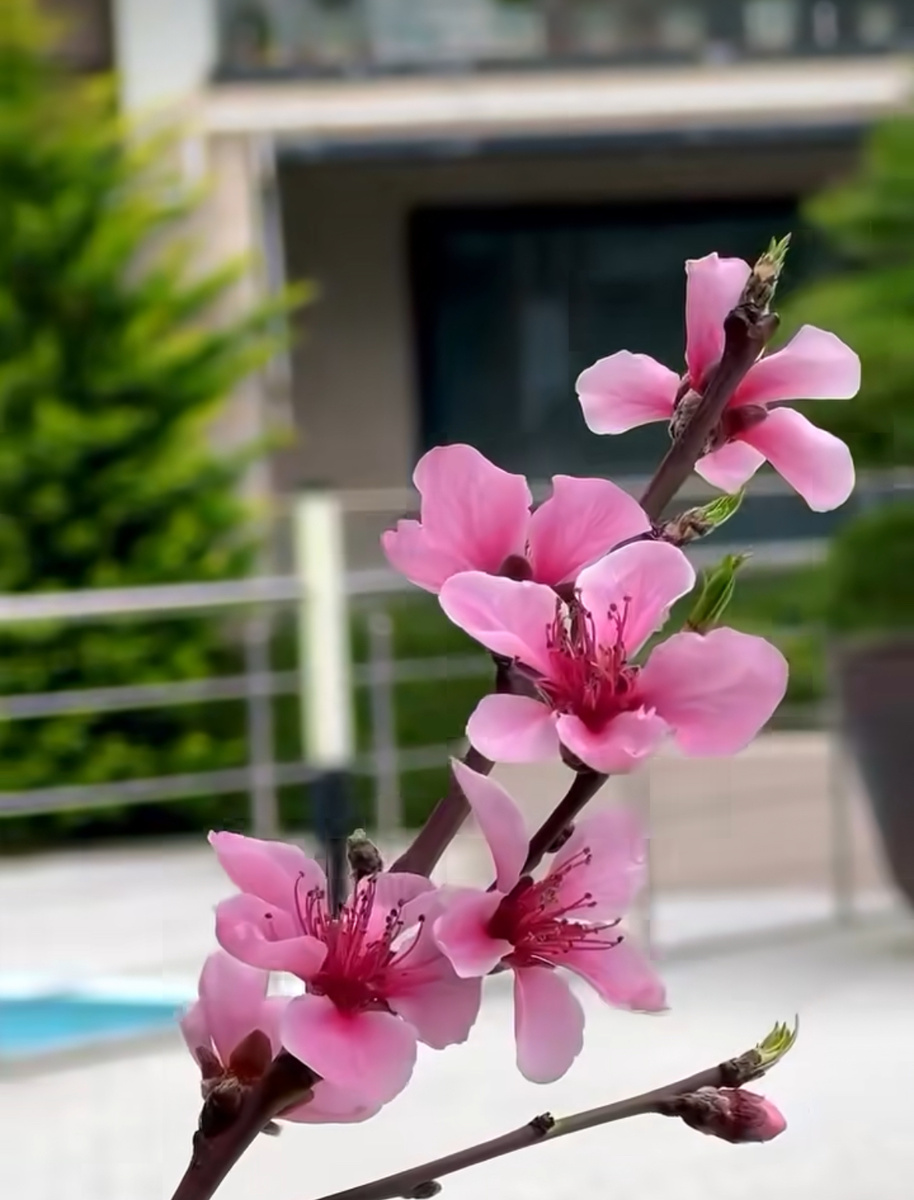 цветение персикового дерева Сочи